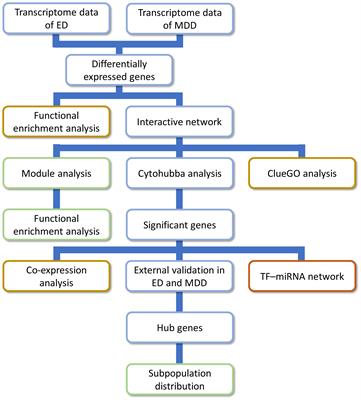 Exploring potential genes and mechanisms linking erectile dysfunction and depression